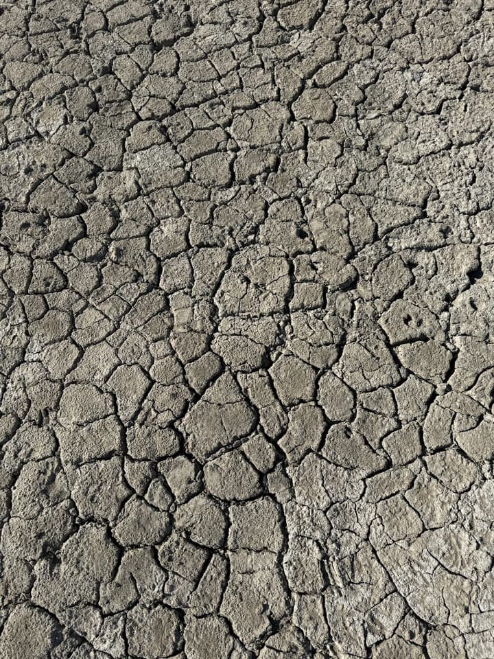 Parts of the area are completely dead