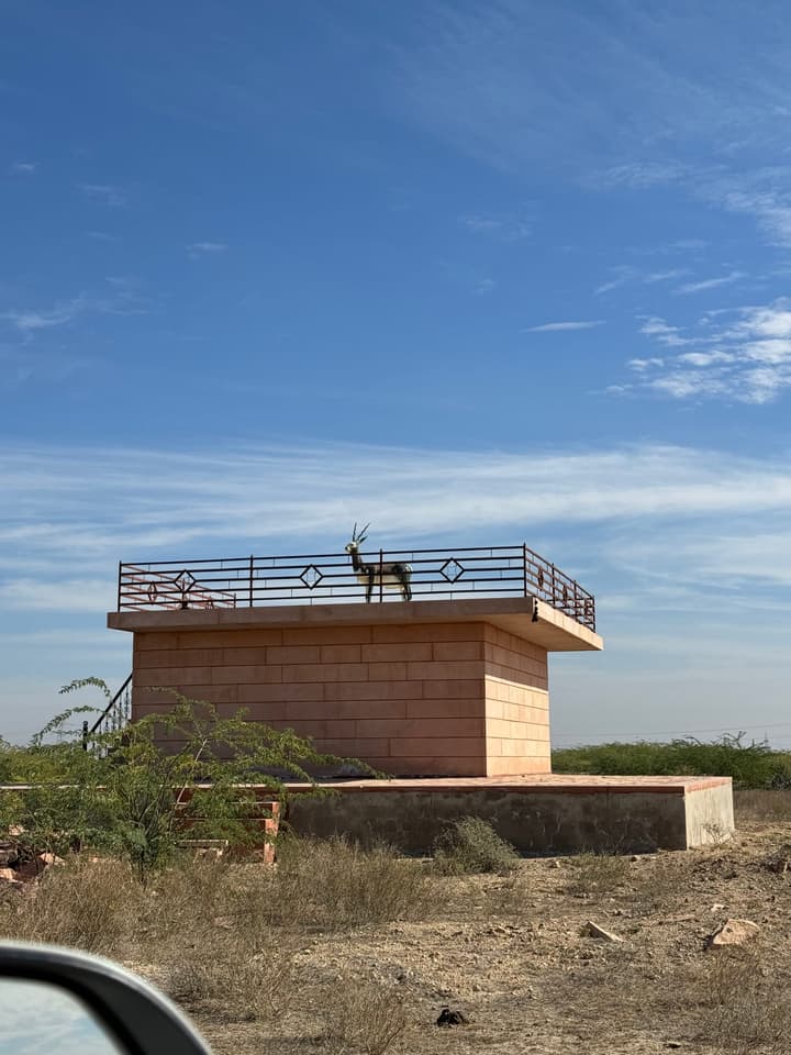 Blackbuck Shrine