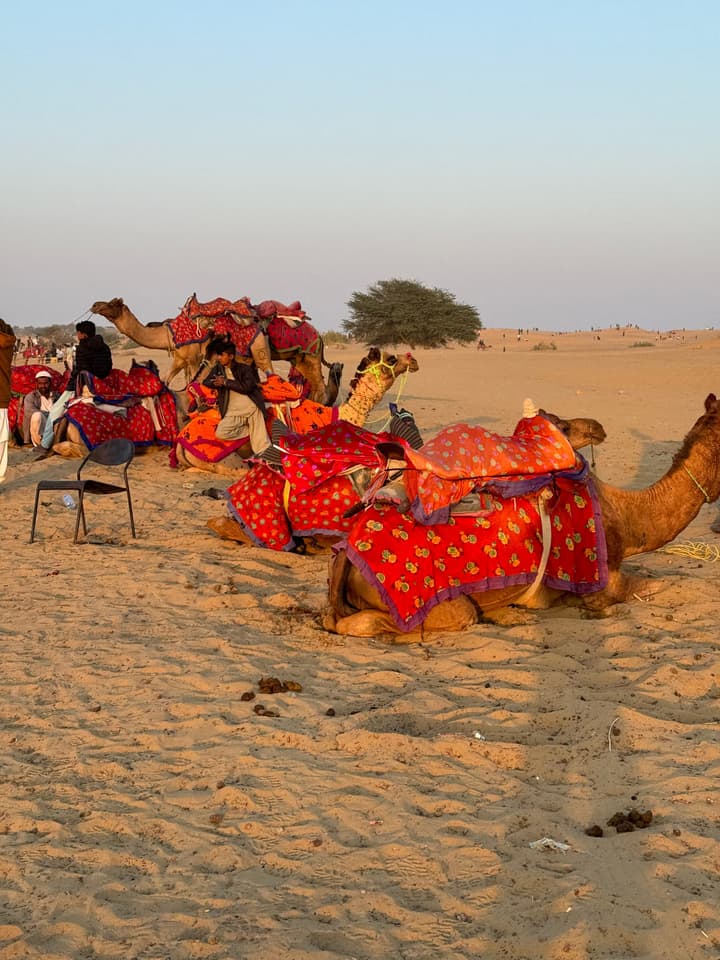 Camels for rides