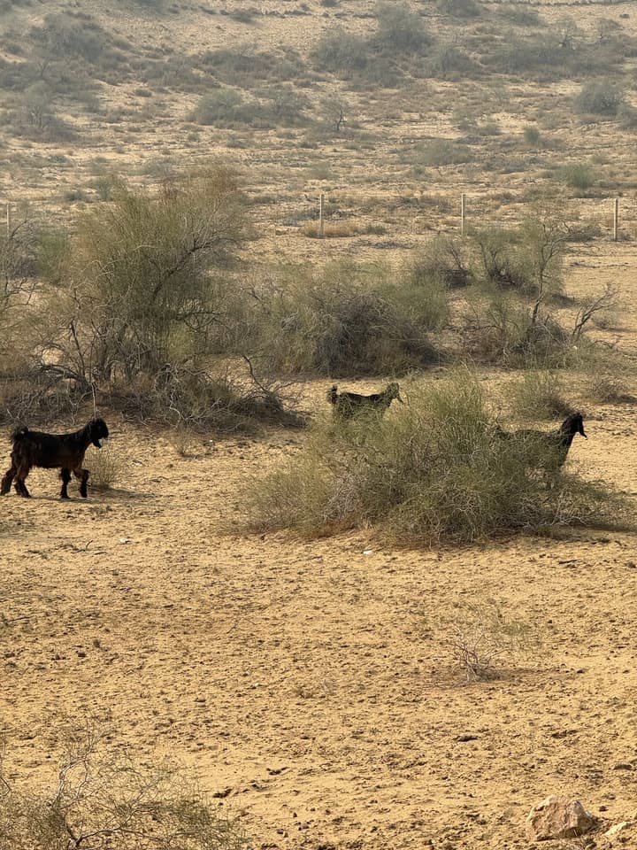 Desert goats