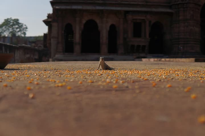 Squirrel at Mosque