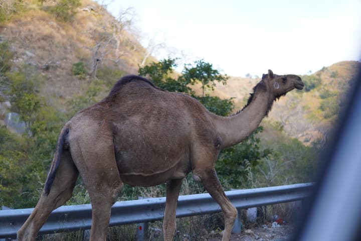 Wild Camel!
