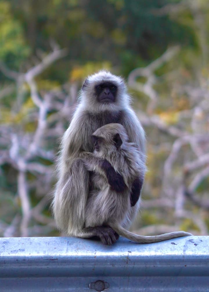Monke