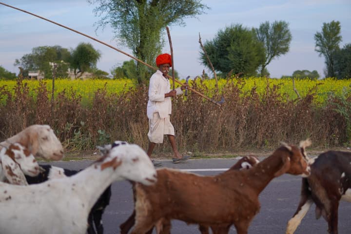 Shepherd