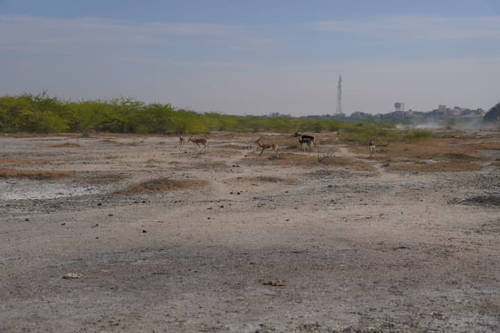 Blackbucks!
