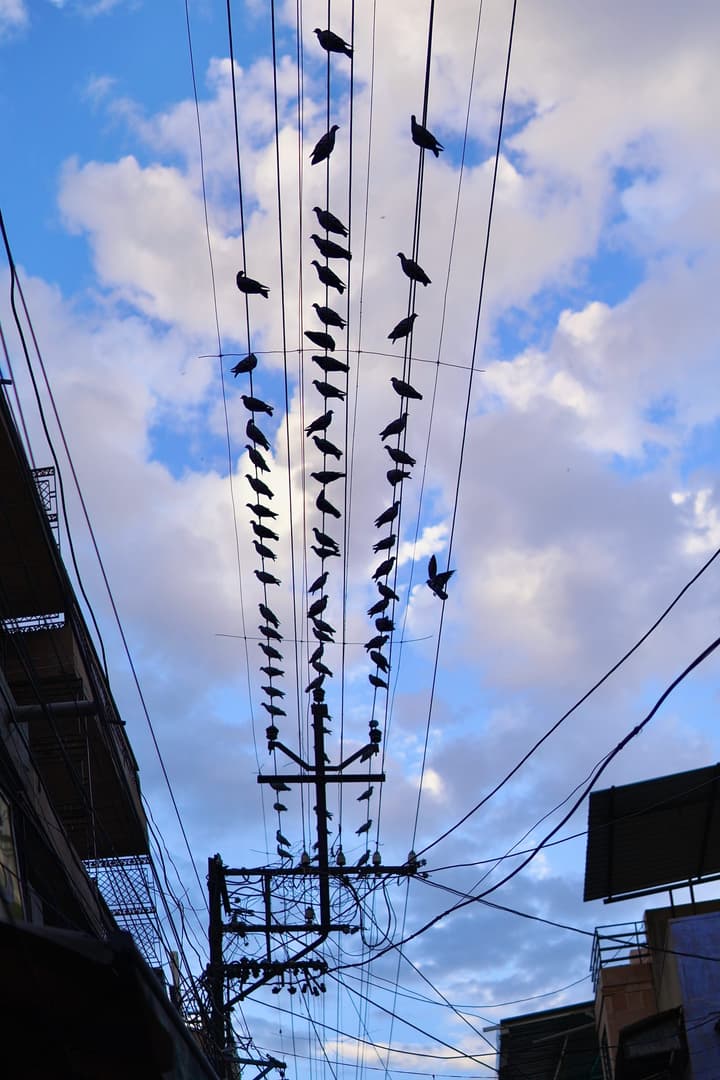 Birds birding
