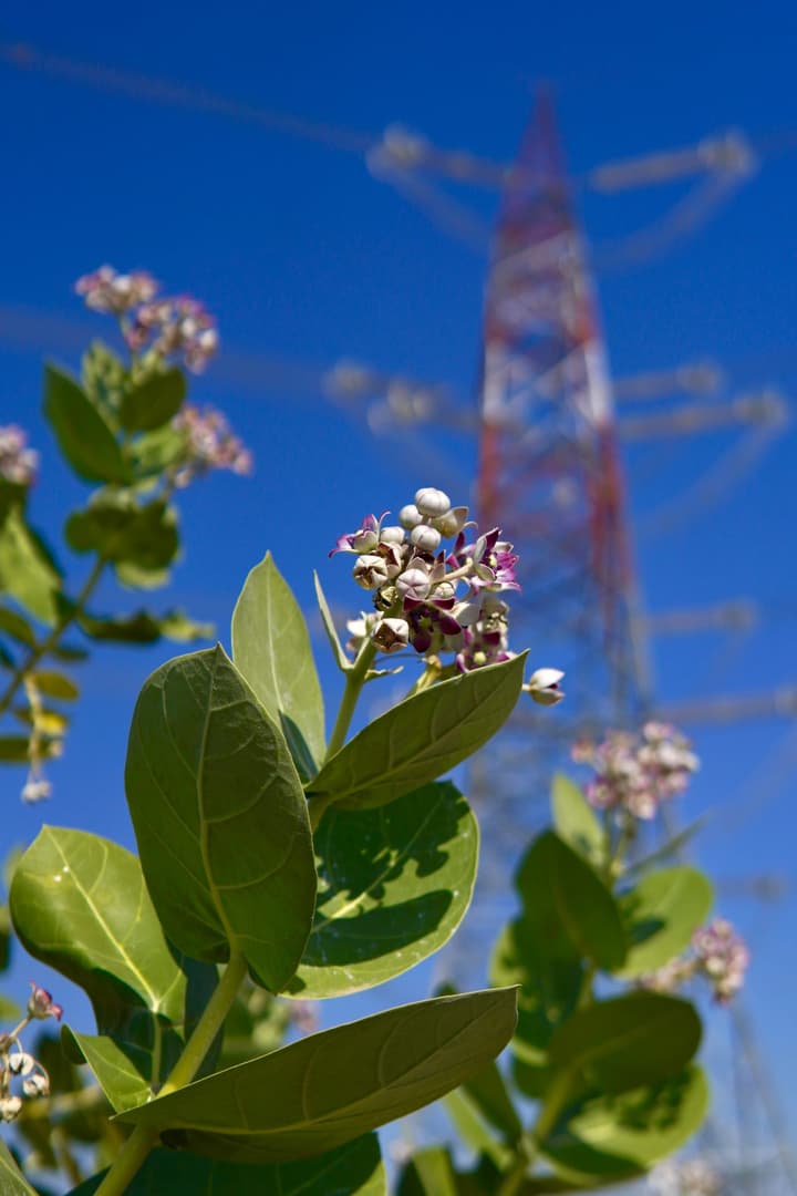 Flowers