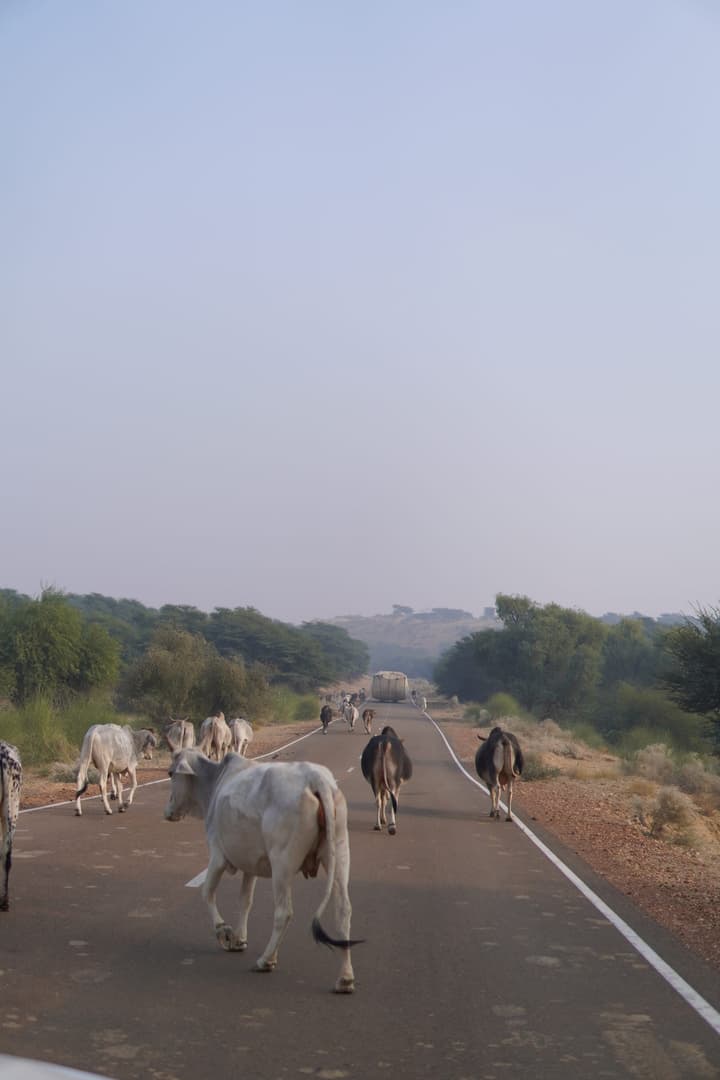 Cattle