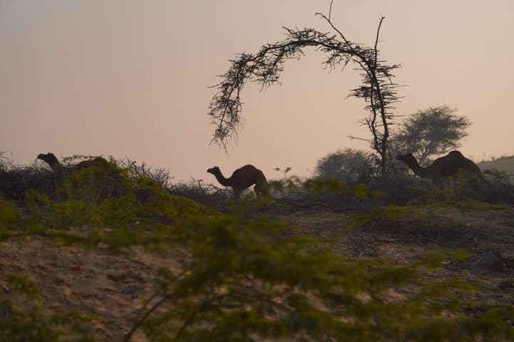 Camels everywhere