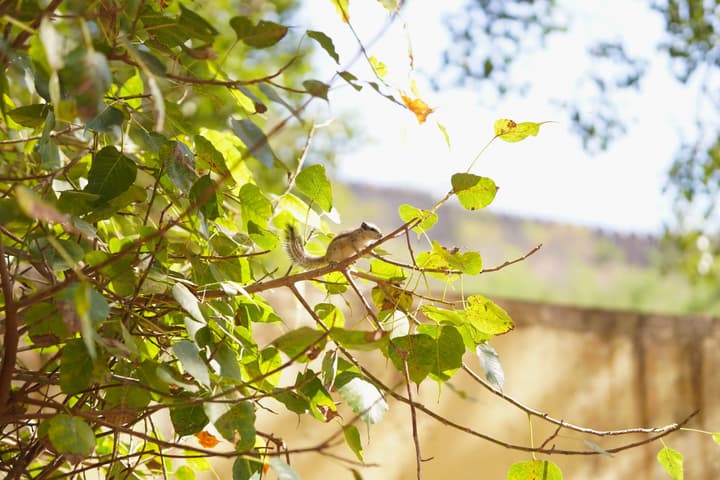 Squirrel at Gatore
