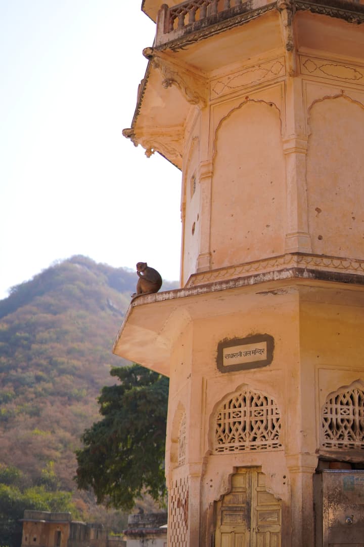Monkey at Monkey Temple